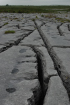 Sheshymore Limestone pavement exposes shallow water carbonates of the Brigantian, Slievenaglasha Formation. These classic kharstified exposures of tabular blocks of limestone pavement, Clints, are cut by vertical fractures, Grikes, which were widened by post glacial disolution (McNamara, & Hennessy, 2010). Fractures were intially established during Variscan folding (Coller, 1984).